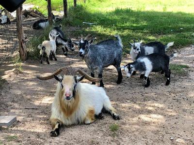 Goats in the Ranch