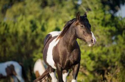 Horse Pen